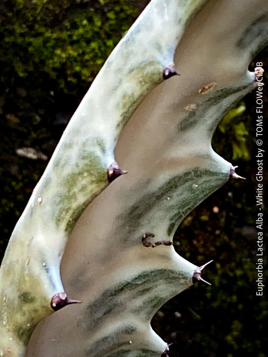 Euphorbia Lactea Alba, white ghost, grey ghost, sun loving succulent plant for sale by TOMs FLOWer CLUB
