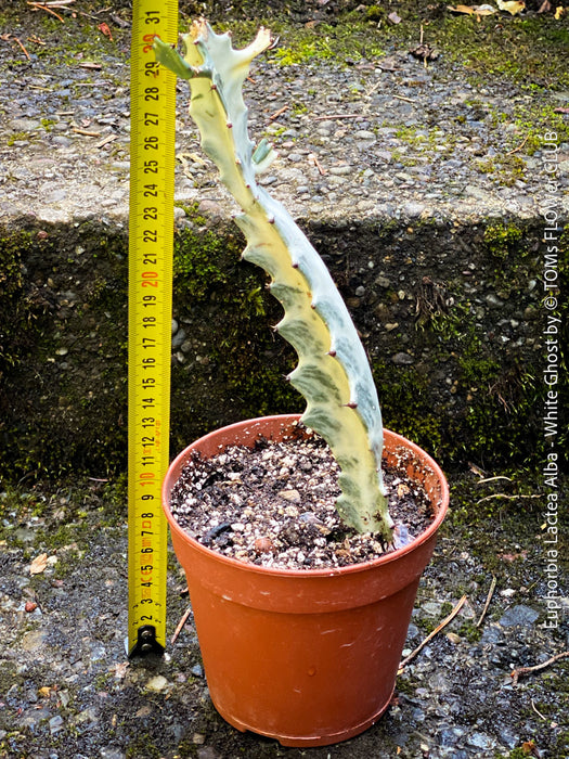 Euphorbia Lactea Alba, white ghost, grey ghost, sun loving succulent plant for sale by TOMs FLOWer CLUB