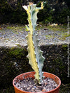 Euphorbia Lactea Alba, white ghost, grey ghost, sun loving succulent plant for sale by TOMs FLOWer CLUB