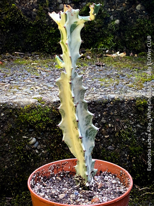 Euphorbia Lactea Alba, white ghost, grey ghost, sun loving succulent plant for sale by TOMs FLOWer CLUB