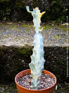 Euphorbia Lactea Alba, white ghost, grey ghost, sun loving succulent plant for sale by TOMs FLOWer CLUB