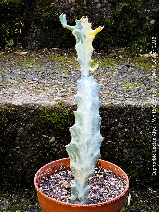 Euphorbia Lactea Alba, white ghost, grey ghost, sun loving succulent plant for sale by TOMs FLOWer CLUB