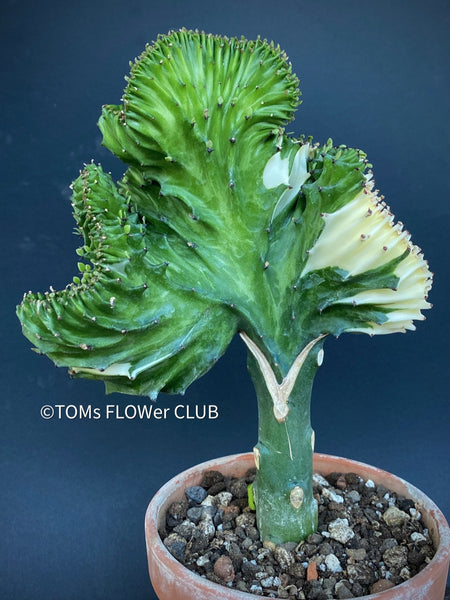 Euphorbia Lactea Albo-Variegata Cristata, grafted euphorbia, crested cactus, organically grown succulent plants for sale at TOMs FLOWer CLUB.