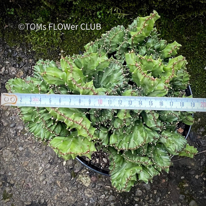 Euphorbia Lactea Cristata, Crested Elkhorn, Crested Candelabra Plant, Crested Euphorbia, Coral Cactus, organically grown succulent plants for sale, TOMs FLOWer CLUB