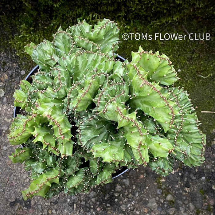 Euphorbia Lactea Cristata, Crested Elkhorn, Crested Candelabra Plant, Crested Euphorbia, Coral Cactus, organically grown succulent plants for sale, TOMs FLOWer CLUB