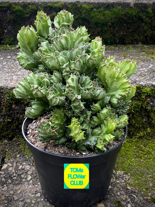 Euphorbia Lactea Cristata, Crested Elkhorn, Crested Candelabra Plant, Crested Euphorbia, Coral Cactus, organically grown succulent plants for sale, TOMs FLOWer CLUB