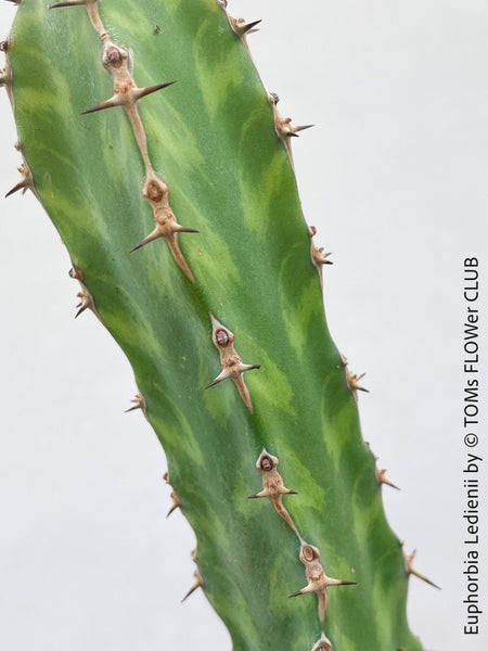 Euphorbia Ledienii, organically grown succulent plants for sale at TOMsFLOWer CLUB.