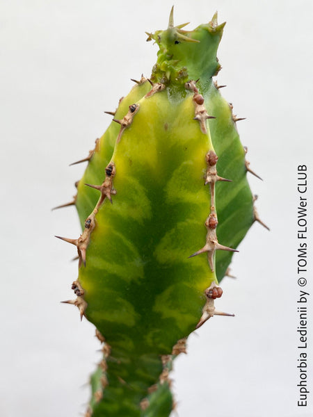 Euphorbia Ledienii, organically grown succulent plants for sale at TOMsFLOWer CLUB.