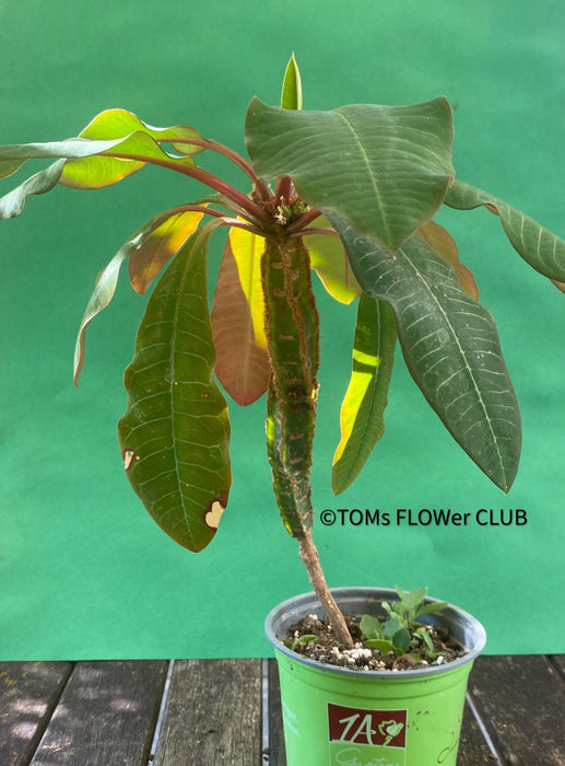 Euphorbia Leuconeura, organically grown succulent plants for sale at TOMs FLOWer CLUB.