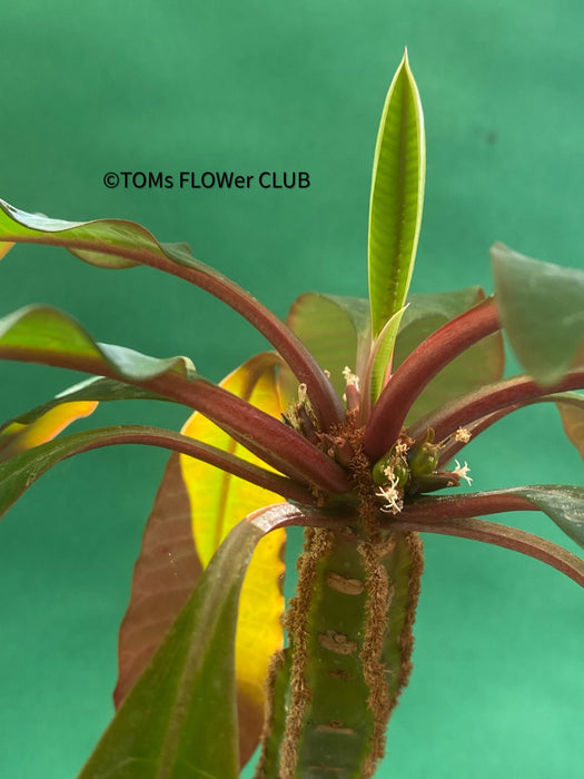 Euphorbia Leuconeura, organically grown succulent plants for sale at TOMs FLOWer CLUB.