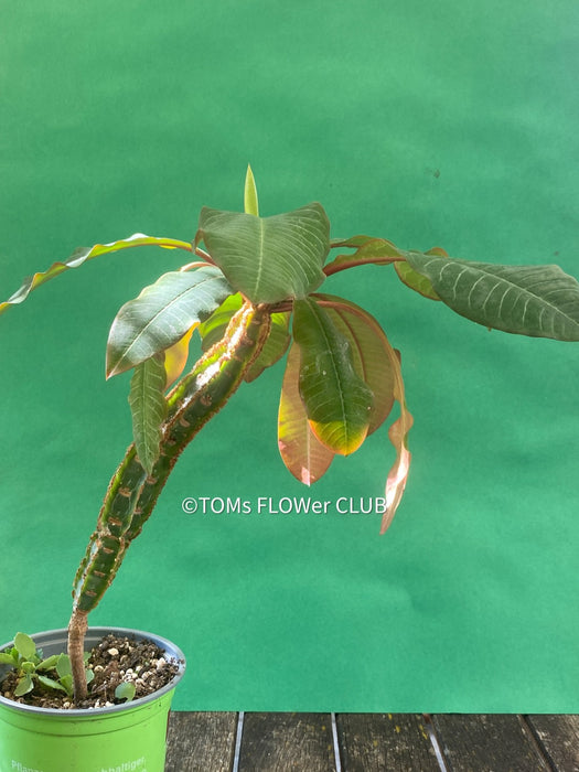 Euphorbia Leuconeura, organically grown succulent plants for sale at TOMs FLOWer CLUB.