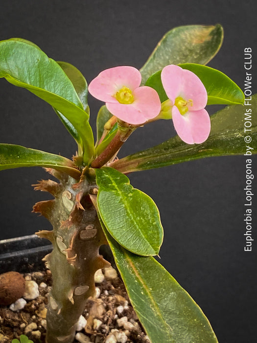 Euphorbia Lophogona, organically grown succulent plants in TOMs FLOWer CLUB.