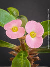 Euphorbia Lophogona, organically grown succulent plants in TOMs FLOWer CLUB.