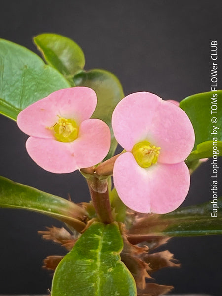 Euphorbia Lophogona, organically grown succulent plants in TOMs FLOWer CLUB.