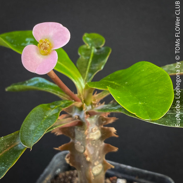 Euphorbia Lophogona, organically grown succulent plants in TOMs FLOWer CLUB.