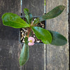 Euphorbia Lophogona, organically grown succulent plants in TOMs FLOWer CLUB.