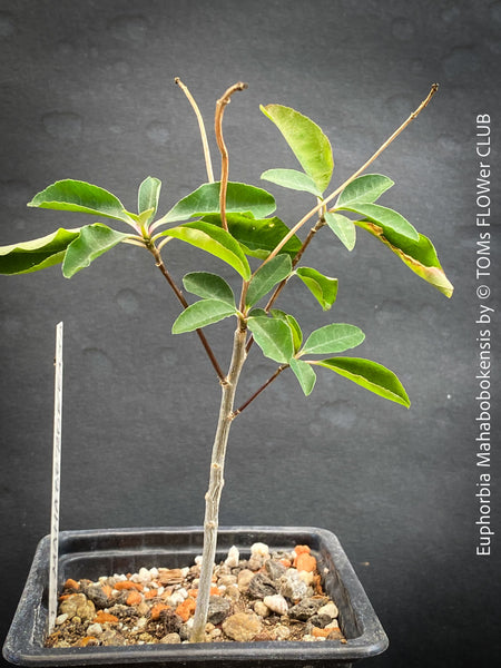 Euphorbia Mahabobokensis, organically grown succulent plants from Madagaskar for sale at TOMs FLOWer CLUB.