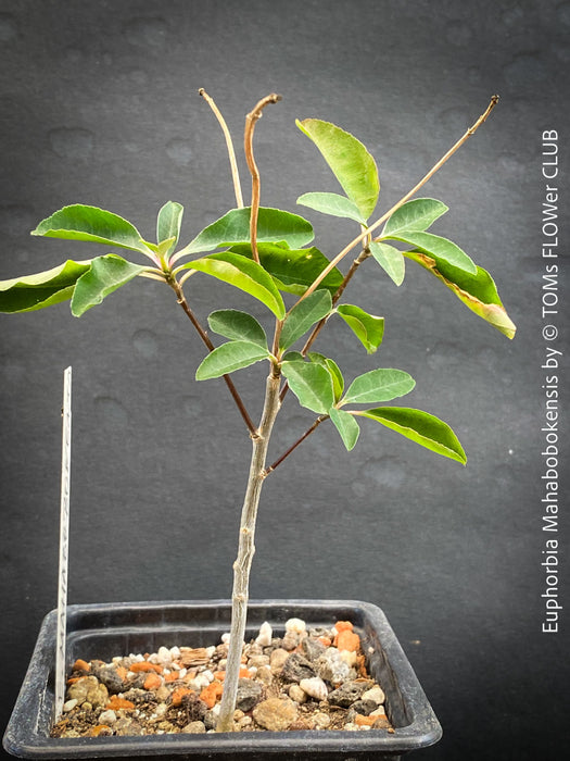 Euphorbia Mahabobokensis, organically grown succulent plants from Madagaskar for sale at TOMs FLOWer CLUB.