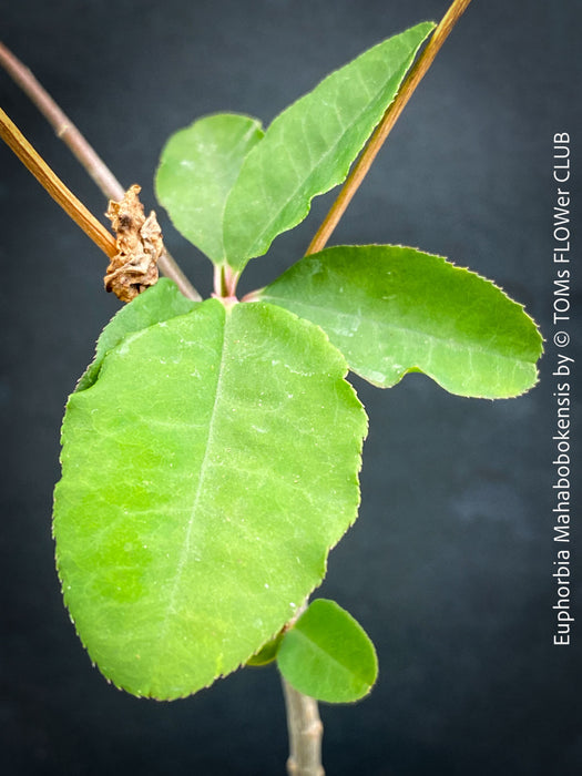 Euphorbia Mahabobokensis, organically grown succulent plants from Madagaskar for sale at TOMs FLOWer CLUB.