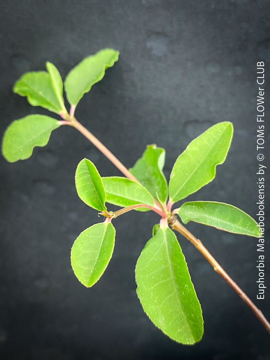 Euphorbia Mahabobokensis, organically grown succulent plants from Madagaskar for sale at TOMs FLOWer CLUB.