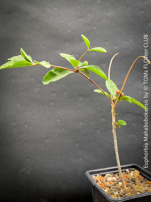 Euphorbia Mahabobokensis, organically grown succulent plants from Madagaskar for sale at TOMs FLOWer CLUB.