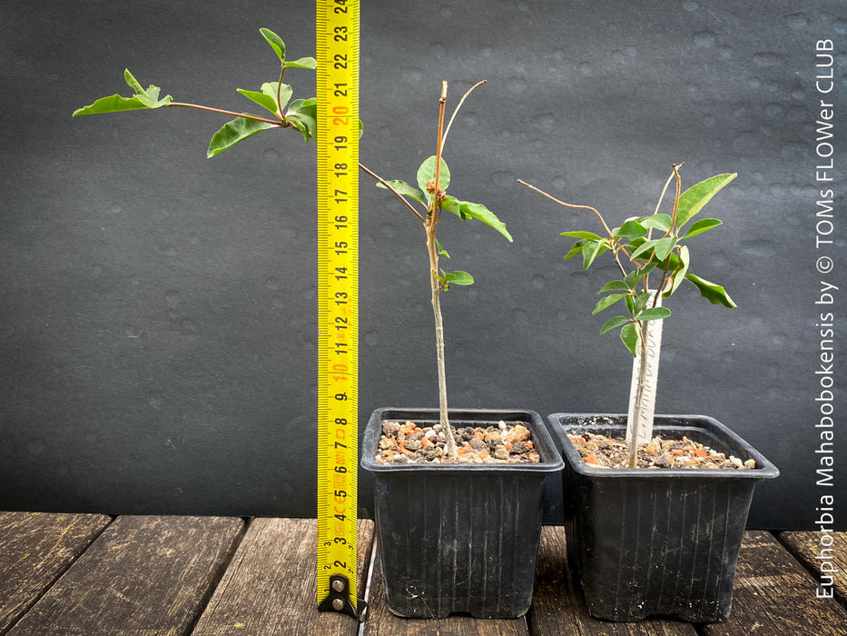 Euphorbia Mahabobokensis, organically grown succulent plants from Madagaskar for sale at TOMs FLOWer CLUB.
