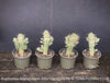 Euphorbia Mammillaris Albo Variegata, organically grown succulent plants for sale at TOMs FLOWer CLUB.