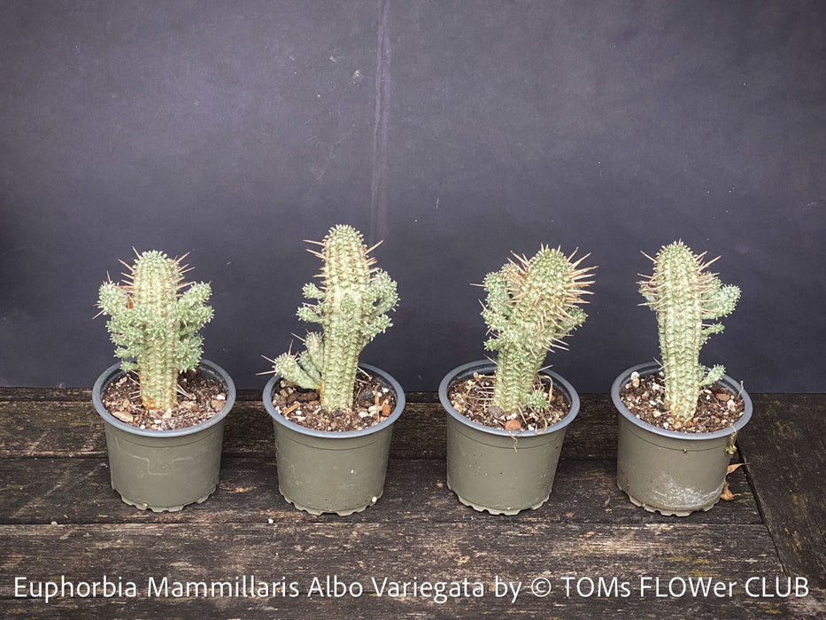 Euphorbia Mammillaris Albo Variegata, organically grown succulent plants for sale at TOMs FLOWer CLUB.