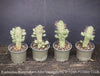 Euphorbia Mammillaris Albo Variegata, organically grown succulent plants for sale at TOMs FLOWer CLUB.