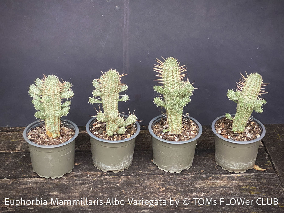 Euphorbia Mammillaris Albo Variegata, organically grown succulent plants for sale at TOMs FLOWer CLUB.