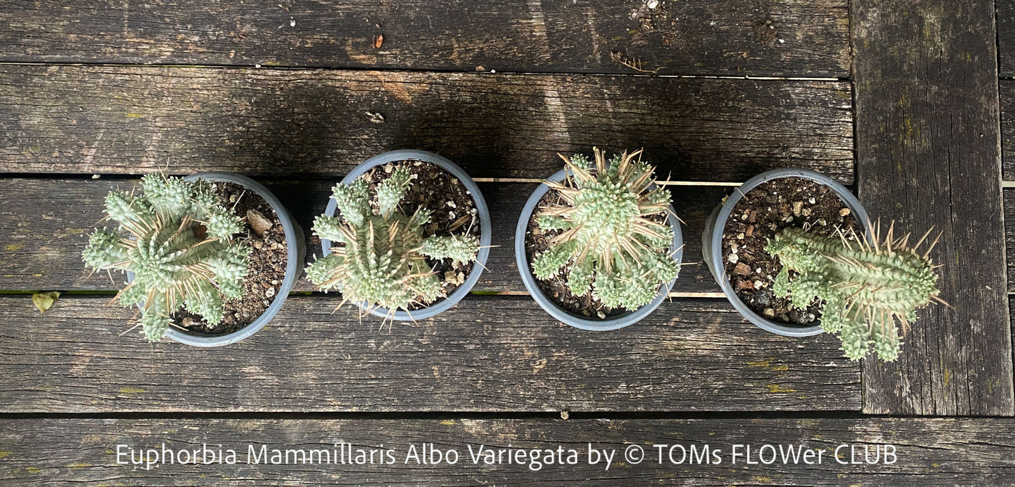 Euphorbia Mammillaris Albo Variegata, organically grown succulent plants for sale at TOMs FLOWer CLUB.