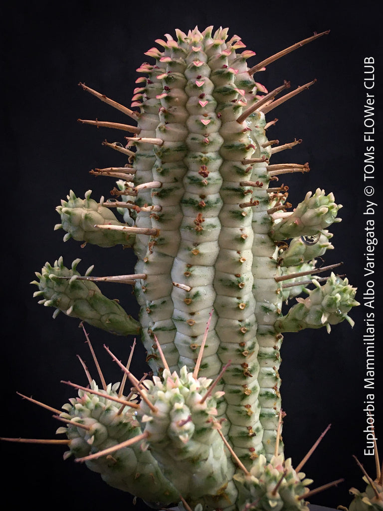 Euphorbia Mammillaris Albo Variegata | organically grown sun loving  succulent plants