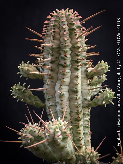 Euphorbia Mammillaris Albo Variegata, organically grown succulent plants for sale at TOMs FLOWer CLUB.