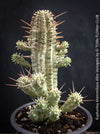 Euphorbia Mammillaris Albo Variegata, organically grown succulent plants for sale at TOMs FLOWer CLUB.