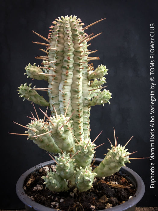 Euphorbia Mammillaris Albo Variegata, organically grown succulent plants for sale at TOMs FLOWer CLUB.