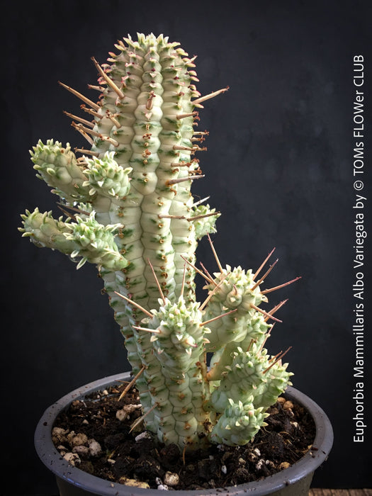 Euphorbia Mammillaris Albo Variegata, organically grown succulent plants for sale at TOMs FLOWer CLUB.