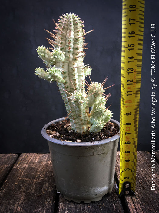 Euphorbia Mammillaris Albo Variegata, organically grown succulent plants for sale at TOMs FLOWer CLUB.