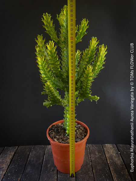 Euphorbia Mayuranathanii Aurea Variegata, rare succulents, sun loving succulent plant for sale by TOMs FLOWer CLUB.