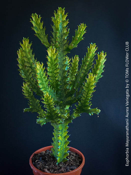 rare succulent plants for sale Euphorbia Mayuranathanii Aurea Variegata | organically grown succulent plants