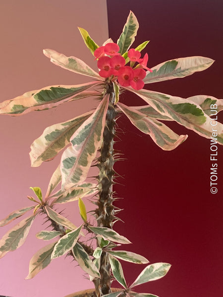 Euphorbia milii variegata, Crown of Thorns, organically grown succulent plants for sale at TOMs FLOWer CLUB.