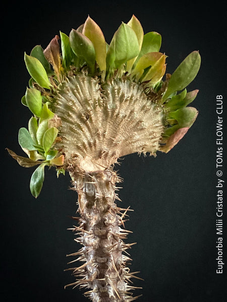 Euphorbia milii, Crown of Thorns, crested plant, cristata, organically grown succulent plants for sale at TOMs FLOWer CLUB.