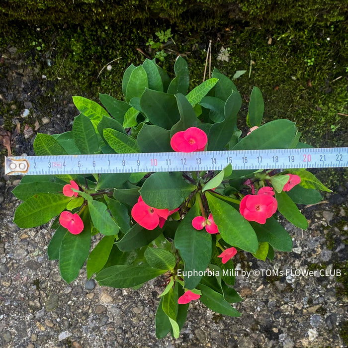 Euphorbia milii, red flowering, Jesus Krone, Crown of Thorns, white flowering, organically grown succulent plants for sale at TOMsFLOWer CLUB.