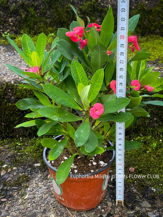 Euphorbia milii, red flowering, Jesus Krone, Crown of Thorns, white flowering, organically grown succulent plants for sale at TOMsFLOWer CLUB.