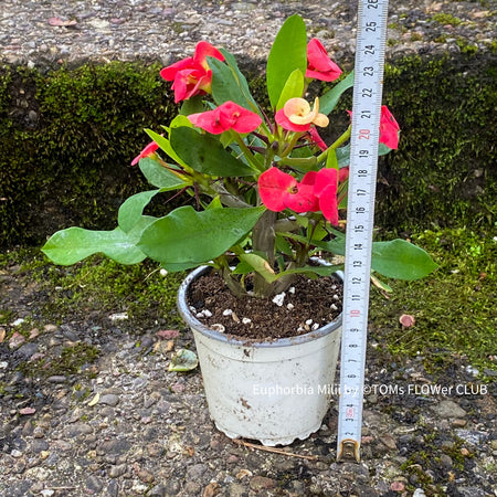 Euphorbia milii, red flowering, Jesus Krone, Crown of Thorns, white flowering, organically grown succulent plants for sale at TOMsFLOWer CLUB.