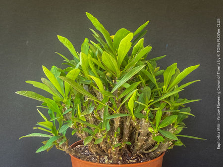 Euphorbia milii, yellow flowering, Jesus Krone, Crown of Thorns, organically grown succulent plants for sale at TOMs FLOWer CLUB.
