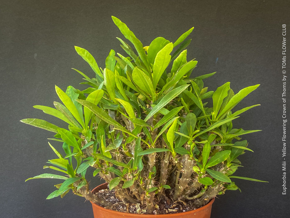 Euphorbia milii, yellow flowering, Jesus Krone, Crown of Thorns, organically grown succulent plants for sale at TOMs FLOWer CLUB.