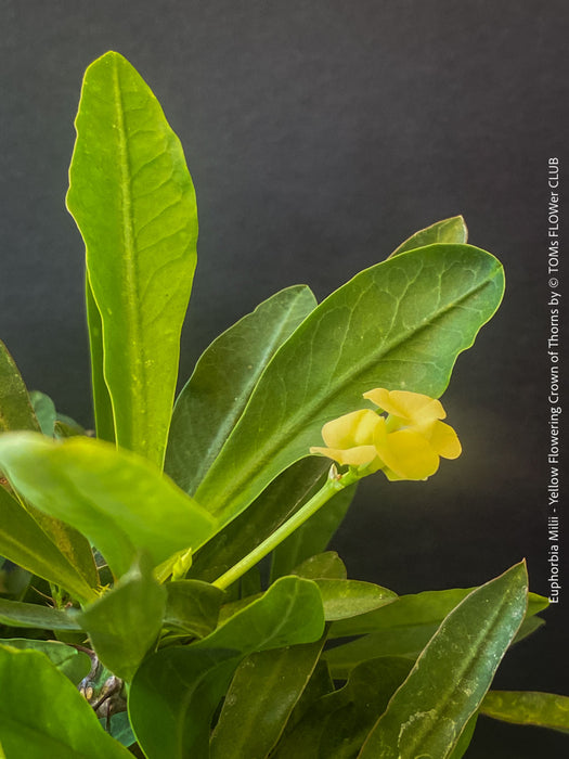 Euphorbia milii, yellow flowering, Jesus Krone, Crown of Thorns, organically grown succulent plants for sale at TOMs FLOWer CLUB.