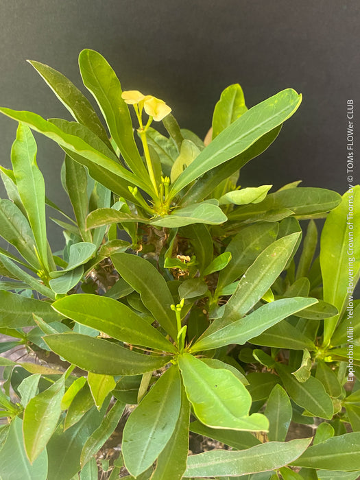Euphorbia milii, yellow flowering, Jesus Krone, Crown of Thorns, organically grown succulent plants for sale at TOMs FLOWer CLUB.