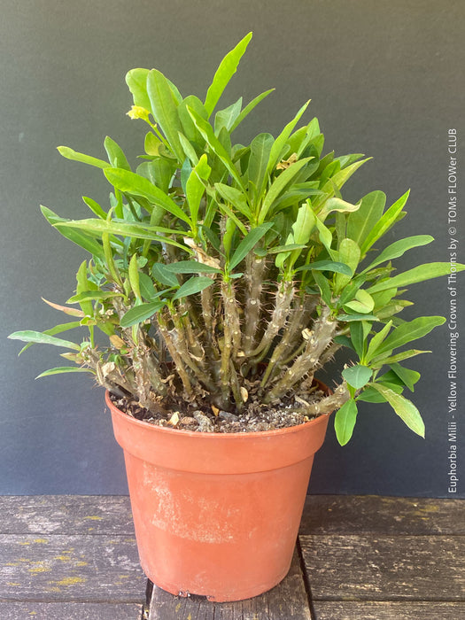 Euphorbia milii, yellow flowering, Jesus Krone, Crown of Thorns, organically grown succulent plants for sale at TOMs FLOWer CLUB.