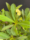 Euphorbia milii, yellow flowering, Jesus Krone, Crown of Thorns, organically grown succulent plants for sale at TOMs FLOWer CLUB.